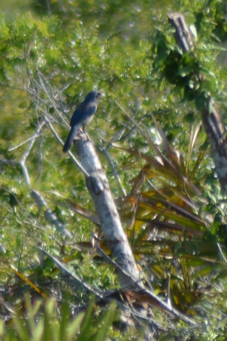 Florida Scrub-Jay - Carly Jones