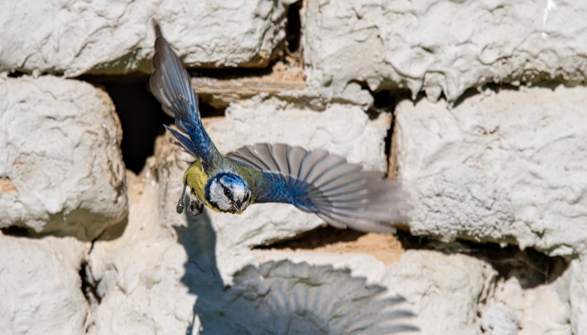 Eurasian Blue Tit - ML619634020