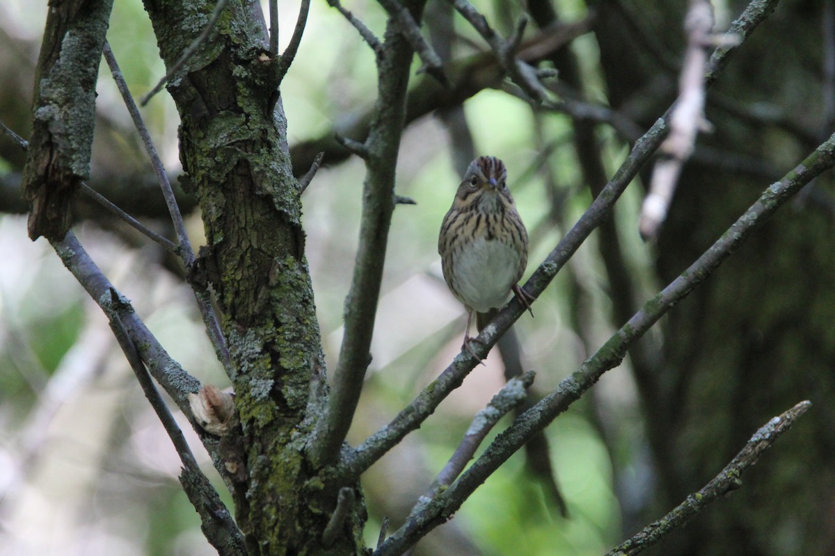 Lincoln's Sparrow - ML619634024