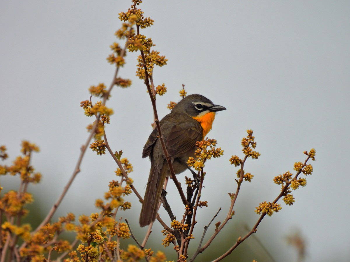 Yellow-breasted Chat - ML619634029