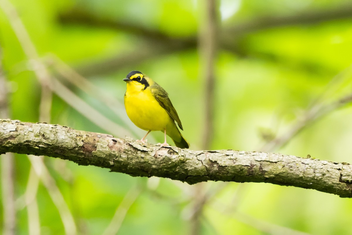 Kentucky Warbler - Kees de Mooy