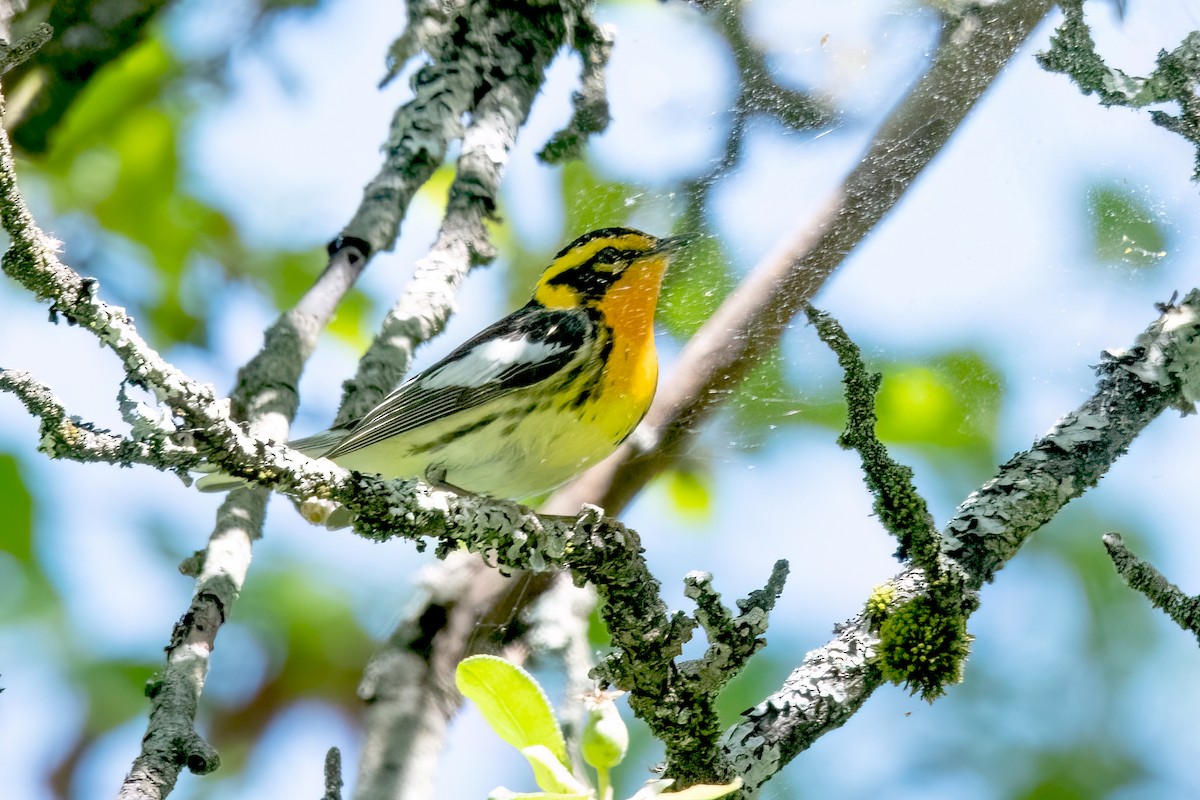 Blackburnian Warbler - Sue Barth