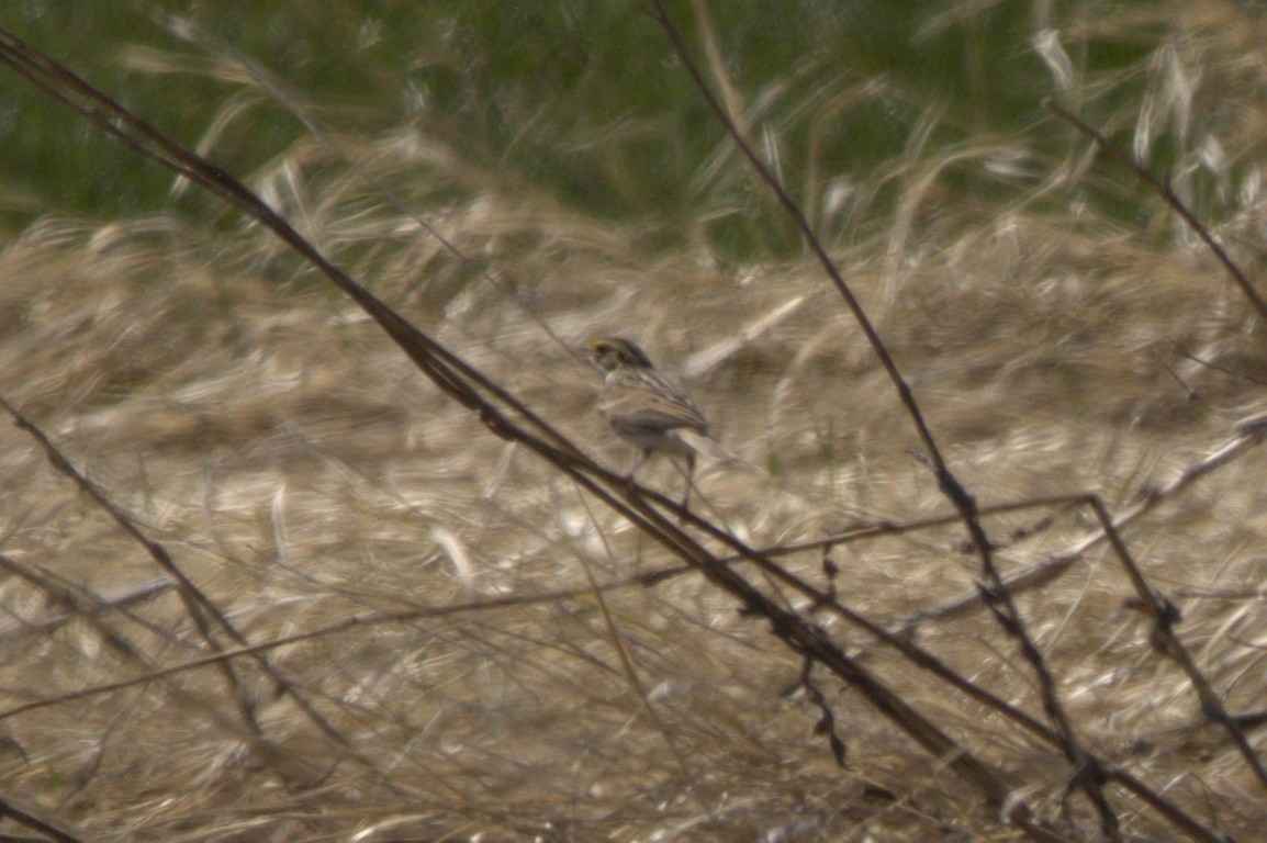 Savannah Sparrow - Josh Silva