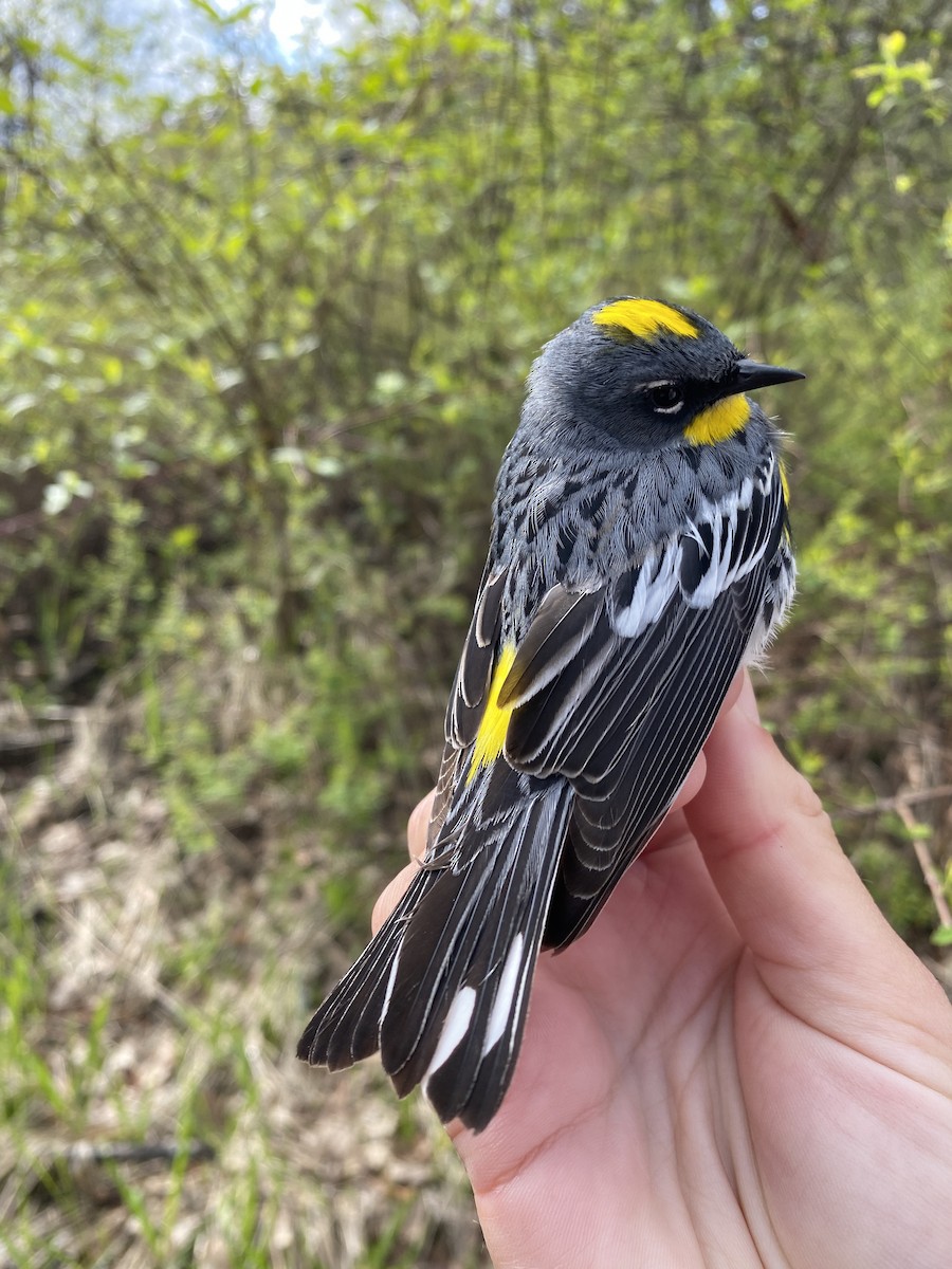 Yellow-rumped Warbler (Audubon's) - Danielle Lacasse