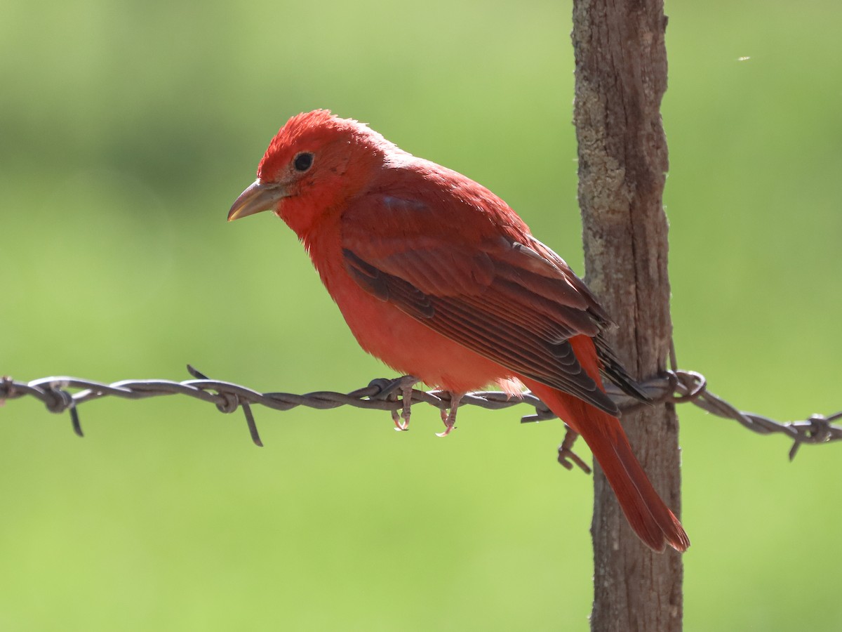 Summer Tanager - Michelle Rucker