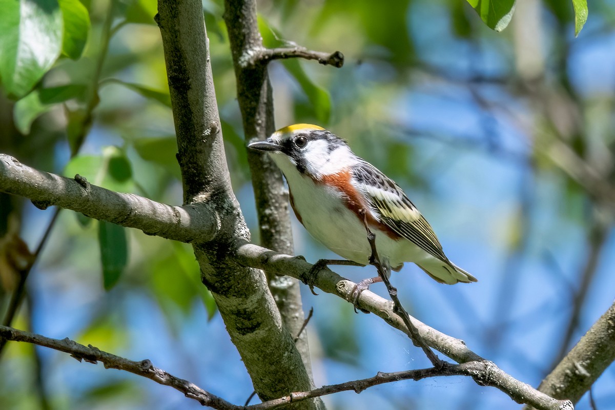 Chestnut-sided Warbler - Sue Barth