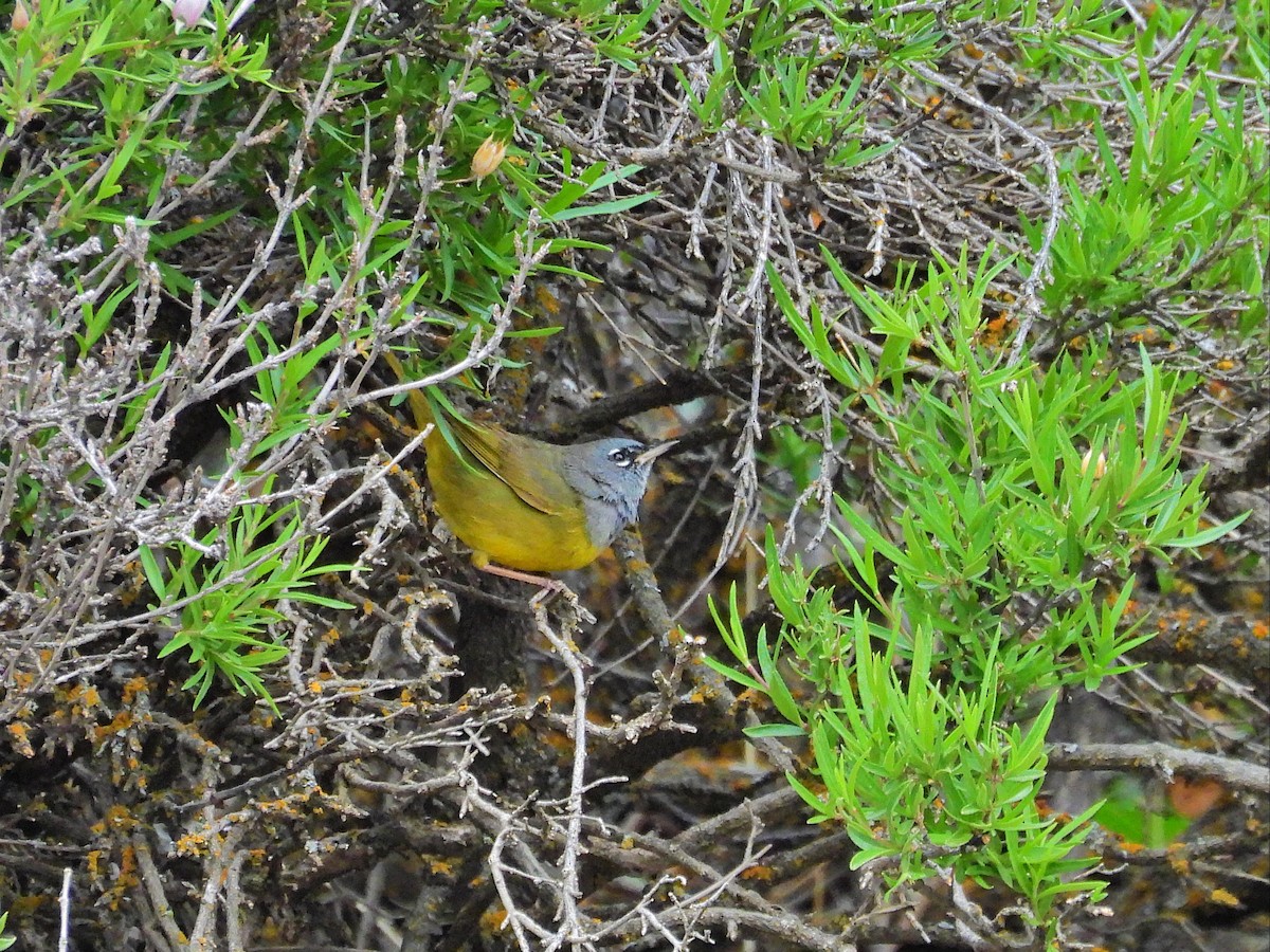 MacGillivray's Warbler - ML619634045