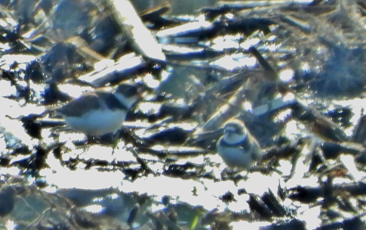 Semipalmated Plover - Bonnie Heinecke