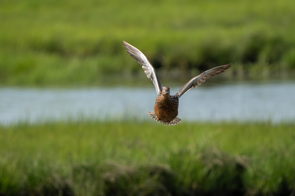 Mallard - Timothy Flynn