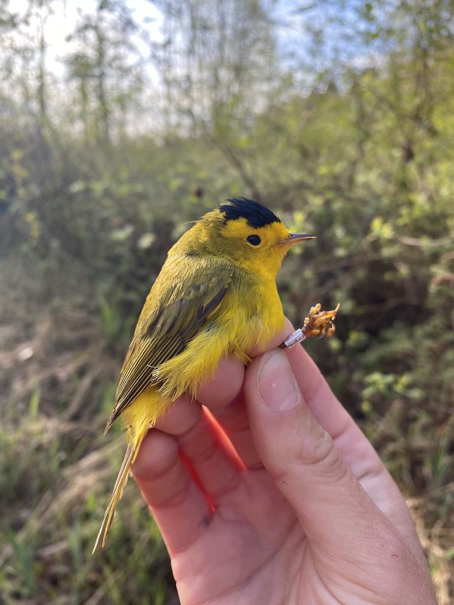 Wilson's Warbler - Danielle Lacasse