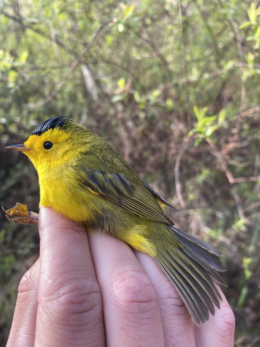 Wilson's Warbler - Danielle Lacasse