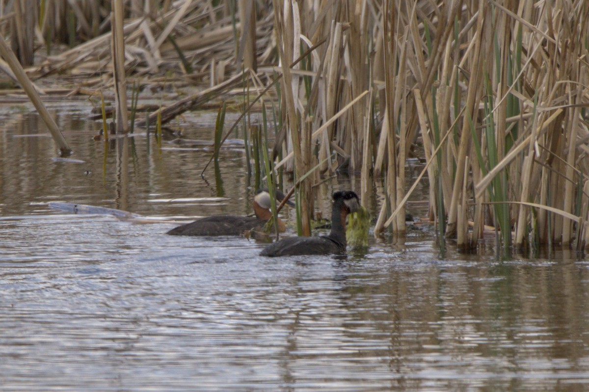 Red-necked Grebe - ML619634061