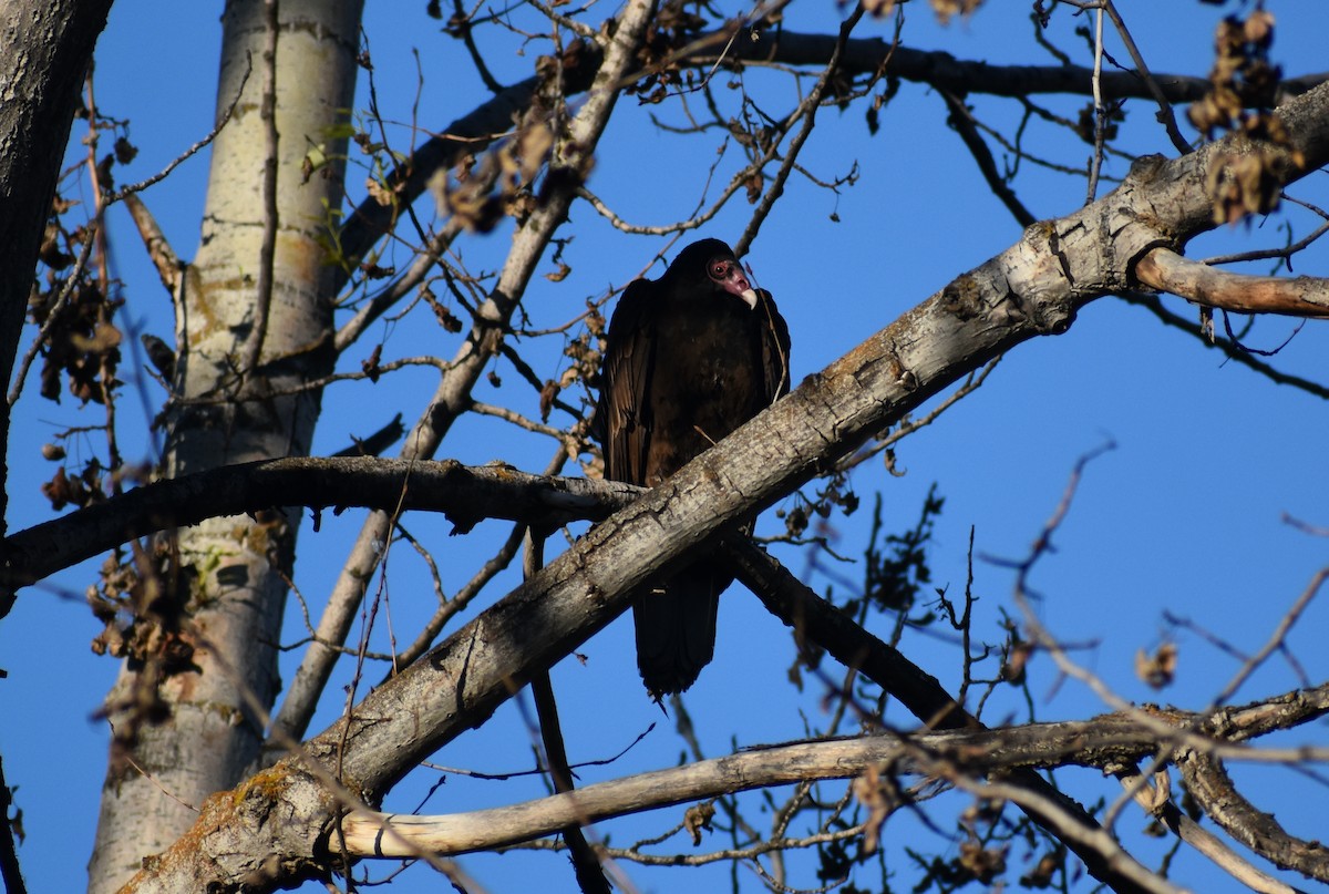 Turkey Vulture - Steve Quick