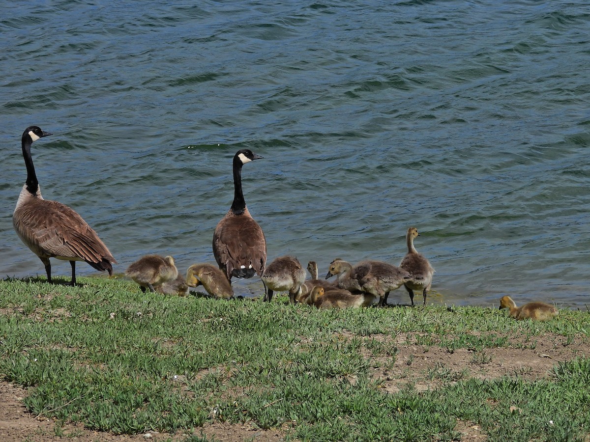 Canada Goose - Charles Martinez