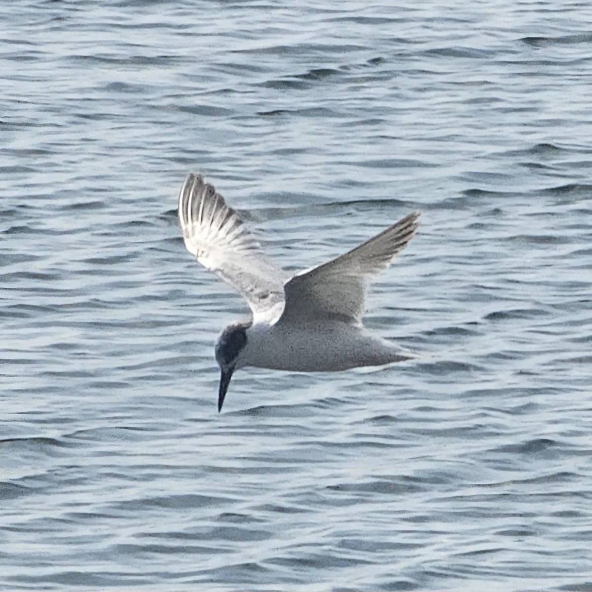 Forster's Tern - Graeme Hinde