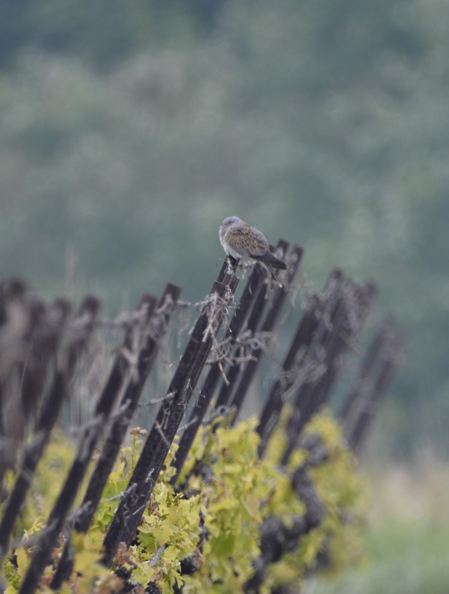 European Turtle-Dove - Dominique Blanc