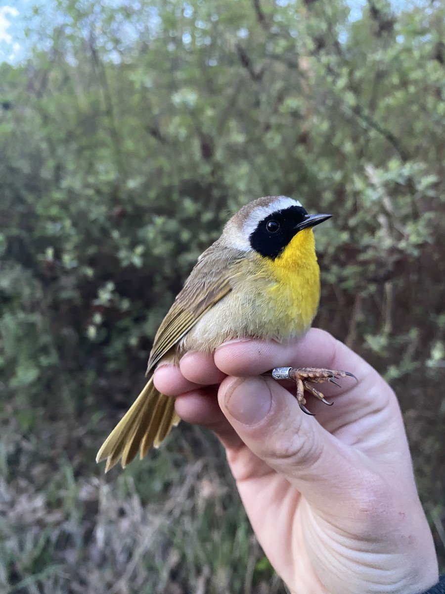 Common Yellowthroat - Danielle Lacasse