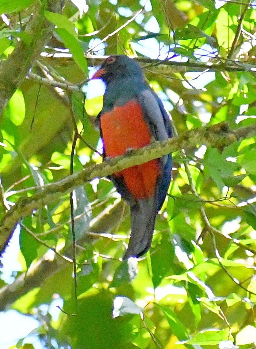 Slaty-tailed Trogon - Edward Clark