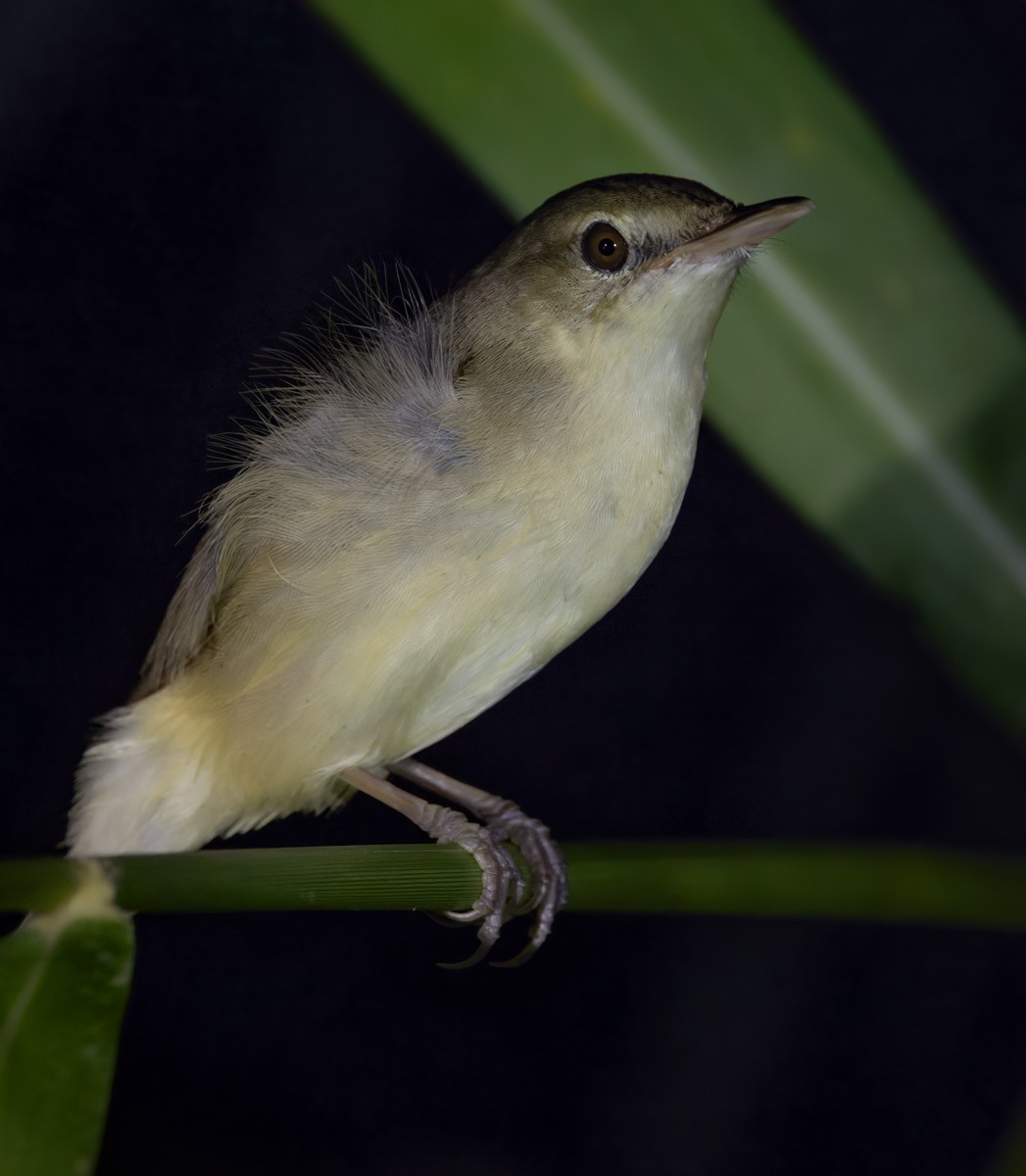 Blyth's Reed Warbler - Lars Petersson | My World of Bird Photography