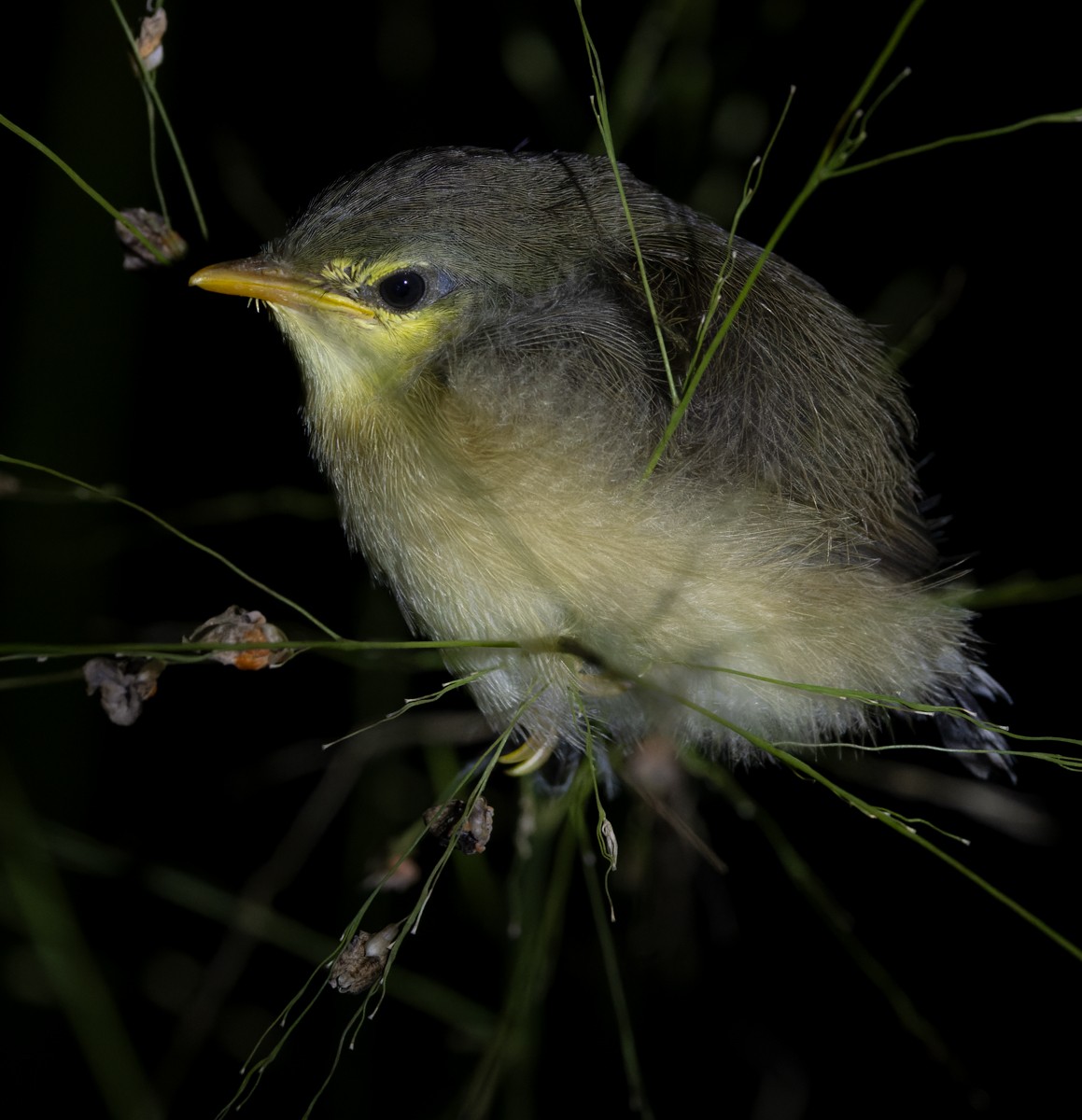 Plain Prinia - Lars Petersson | My World of Bird Photography