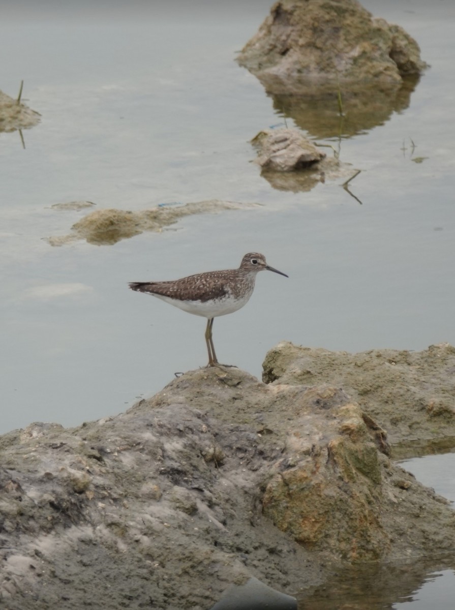 Solitary Sandpiper - Michael Baker