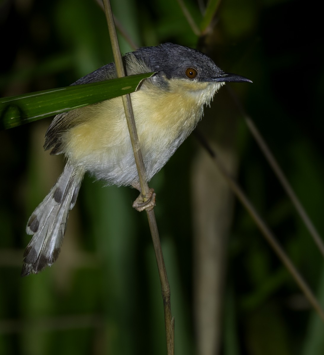 Ashy Prinia - Lars Petersson | My World of Bird Photography