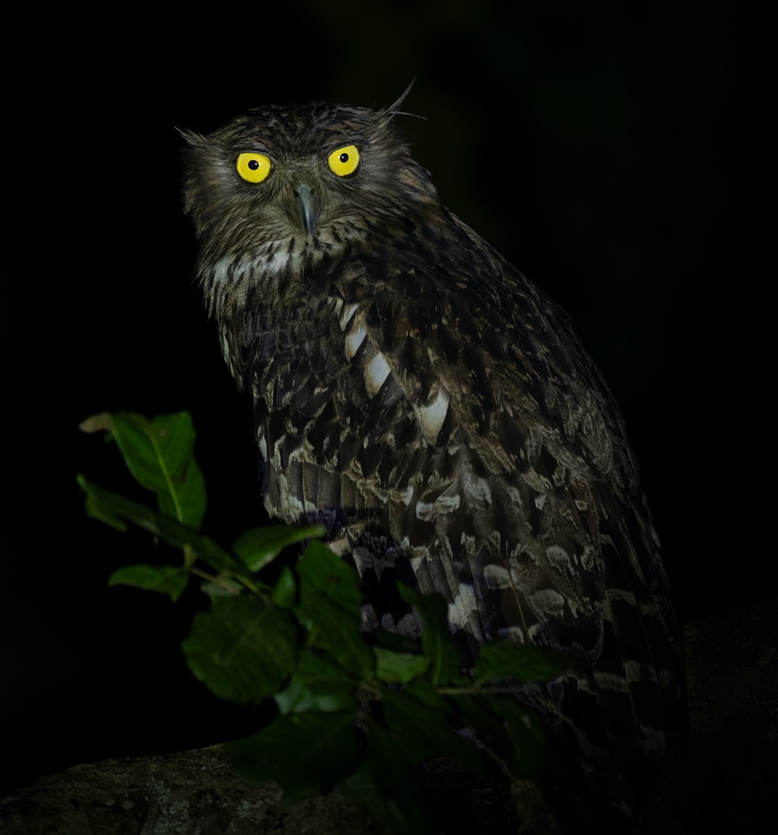 Brown Fish-Owl (Eastern) - Lars Petersson | My World of Bird Photography
