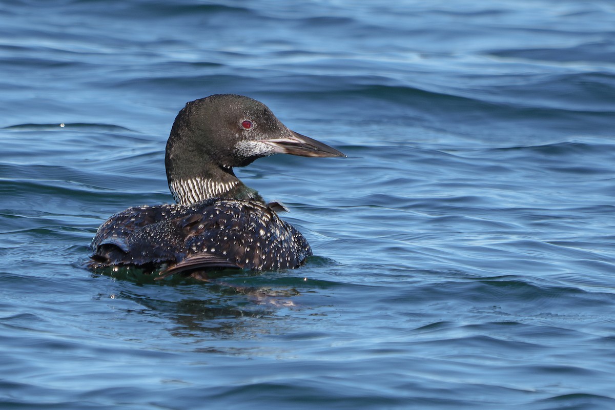 Common Loon - Grace Oliver