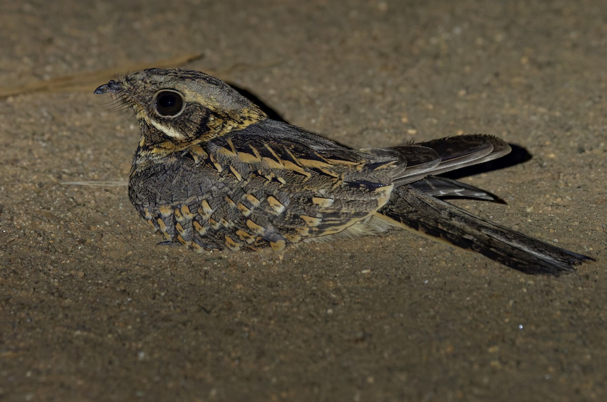 Indian Nightjar - Lars Petersson | My World of Bird Photography