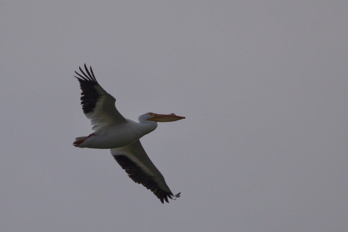 American White Pelican - Josh Silva