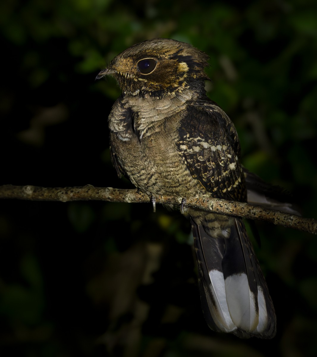 Jerdon's Nightjar - Lars Petersson | My World of Bird Photography