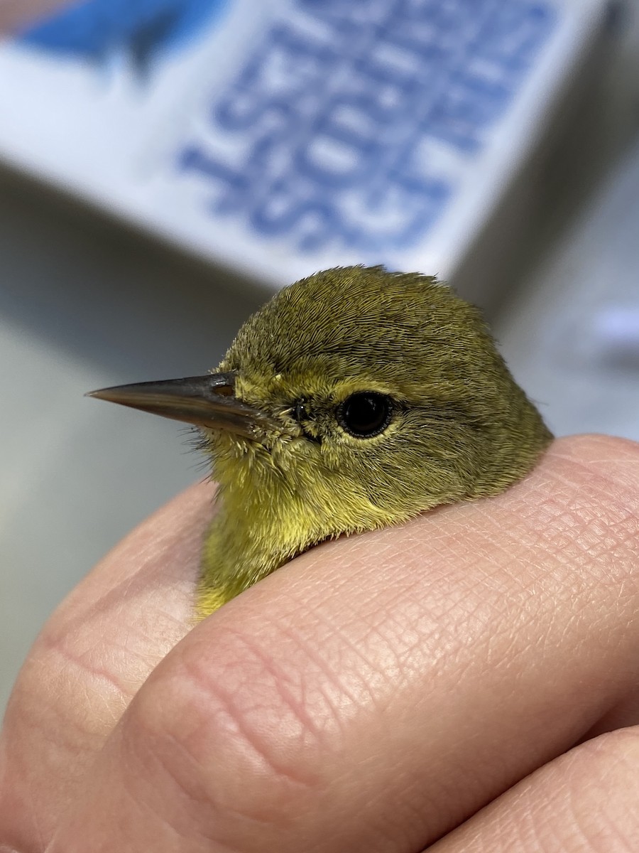 Orange-crowned Warbler - Danielle Lacasse