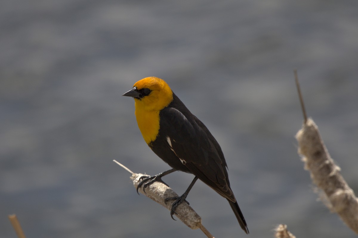 Yellow-headed Blackbird - Josh Silva