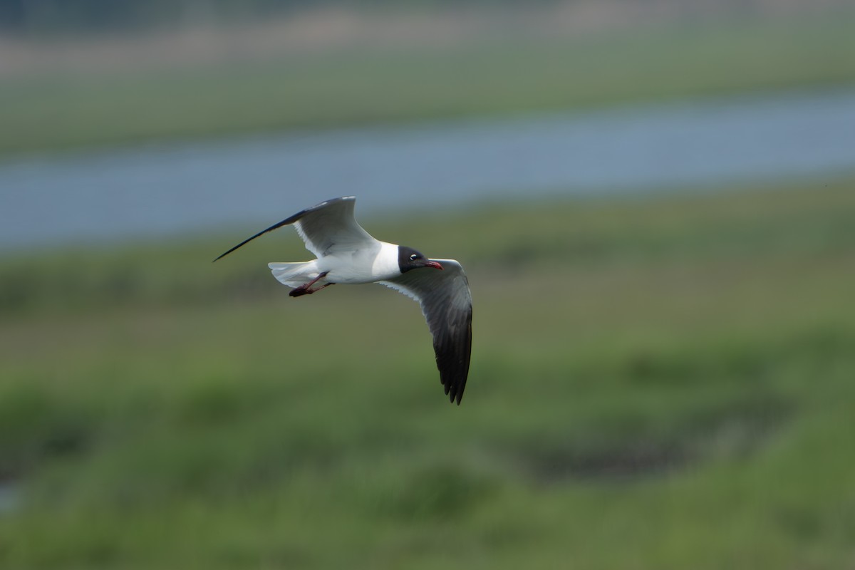 Laughing Gull - Timothy Flynn