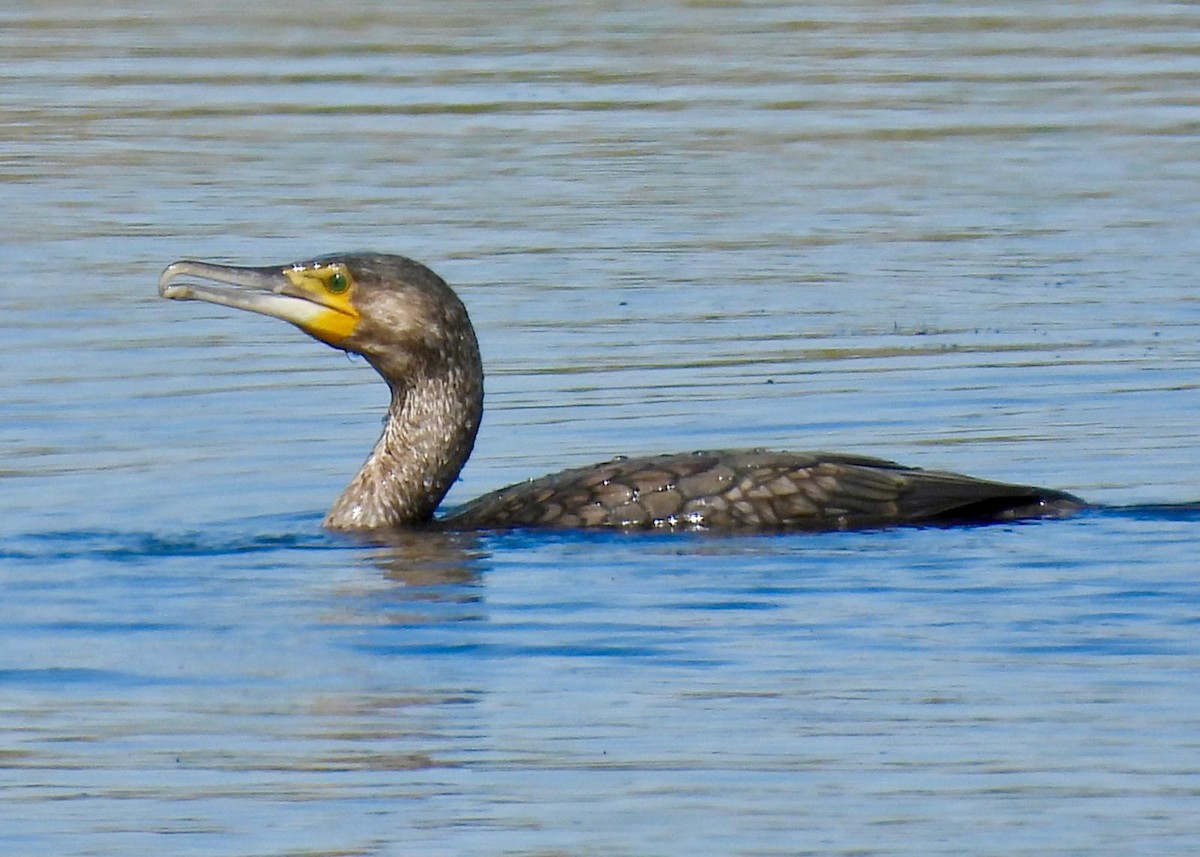 Great Cormorant - Andy Todd