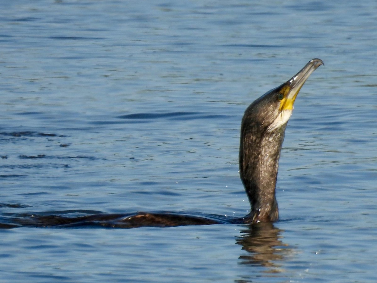 Great Cormorant - Andy Todd
