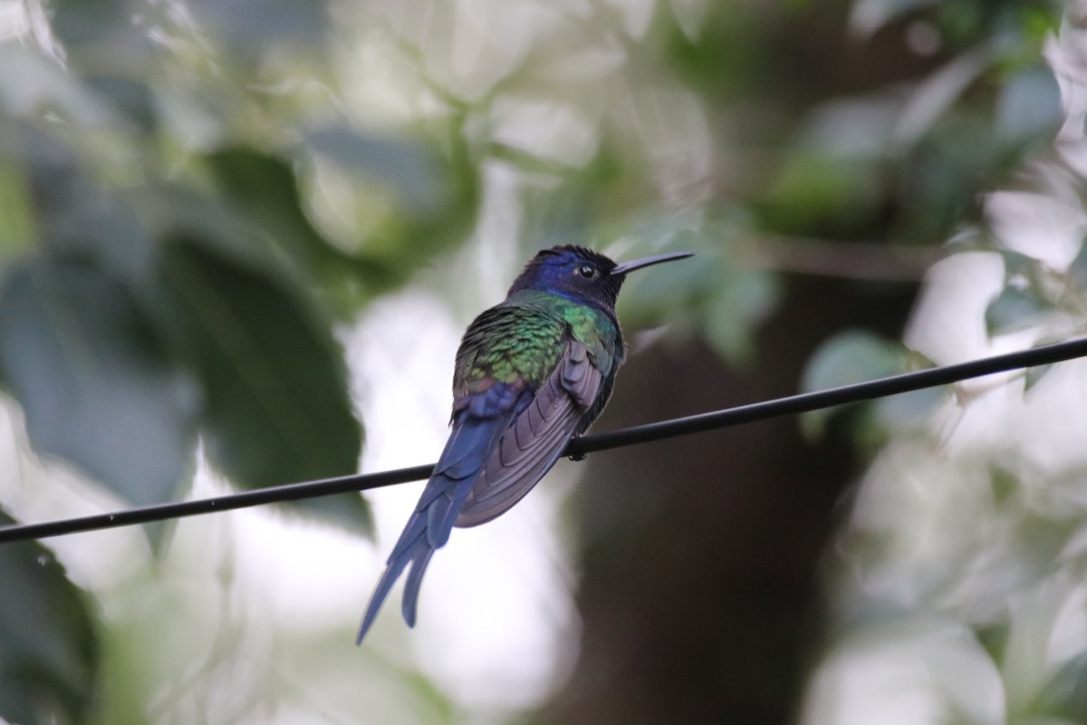 Swallow-tailed Hummingbird - Haydee Cabassi