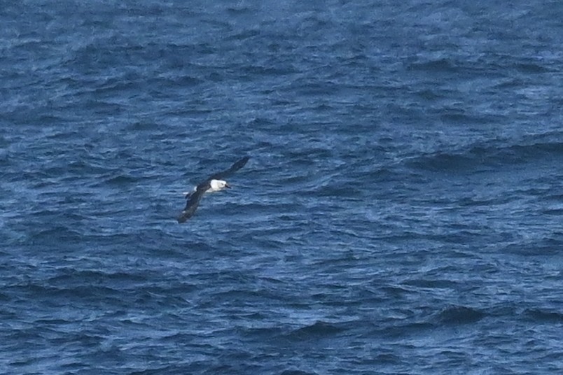 Indian Yellow-nosed Albatross - Marcelina Poddaniec