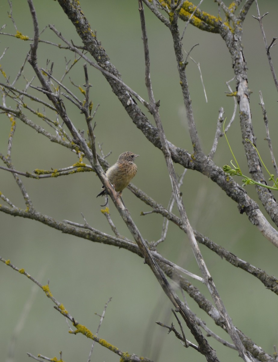 European Stonechat - Dominique Blanc