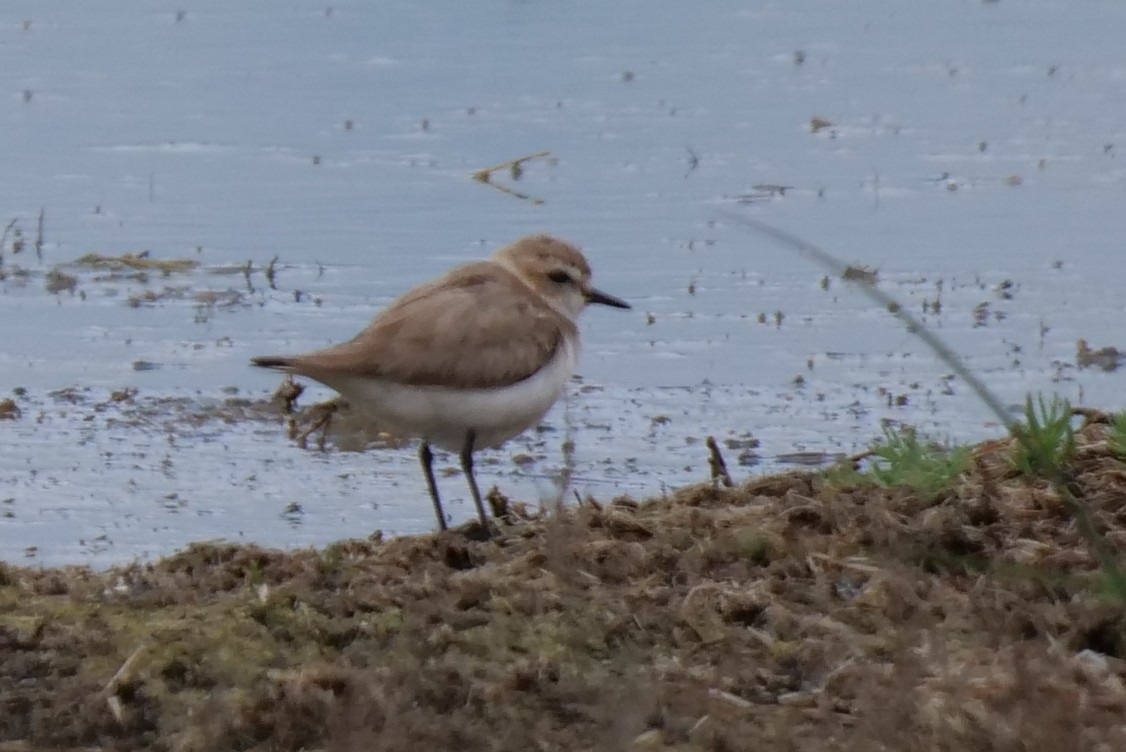 Kentish Plover - ML619634124