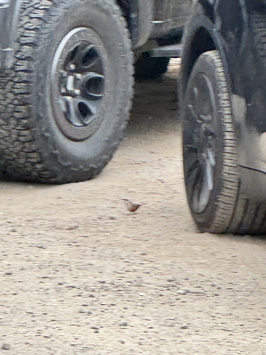 Canyon Wren - Andrew Eller