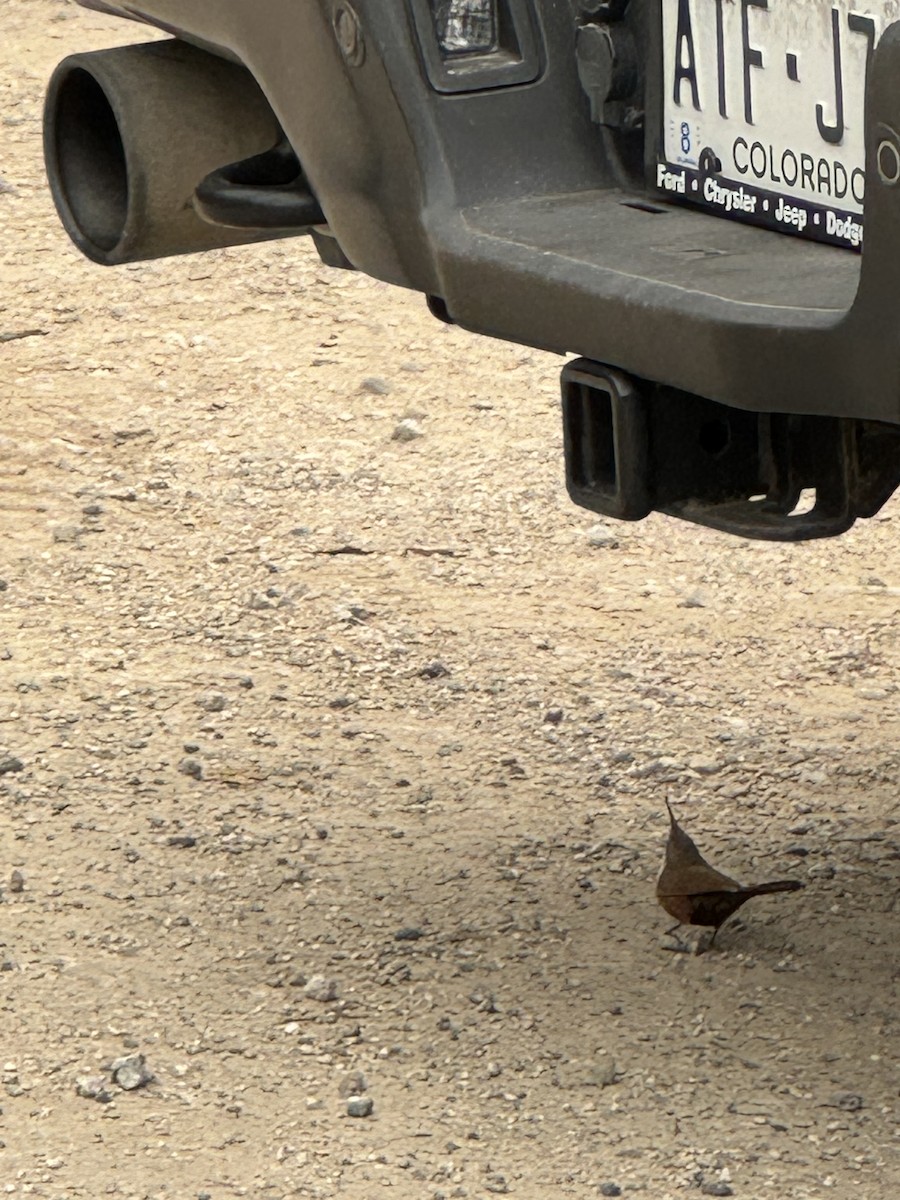 Canyon Wren - Andrew Eller