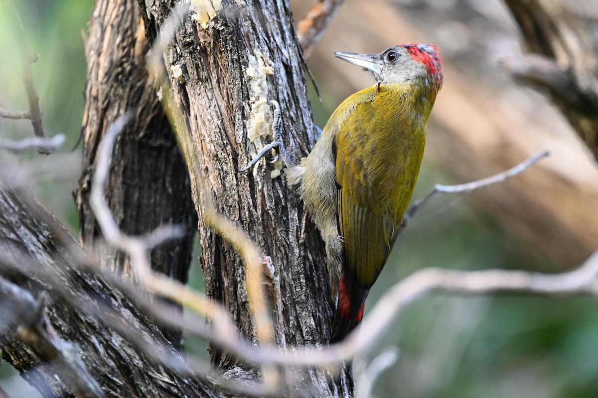 Olive Woodpecker (Southern) - ML619634130