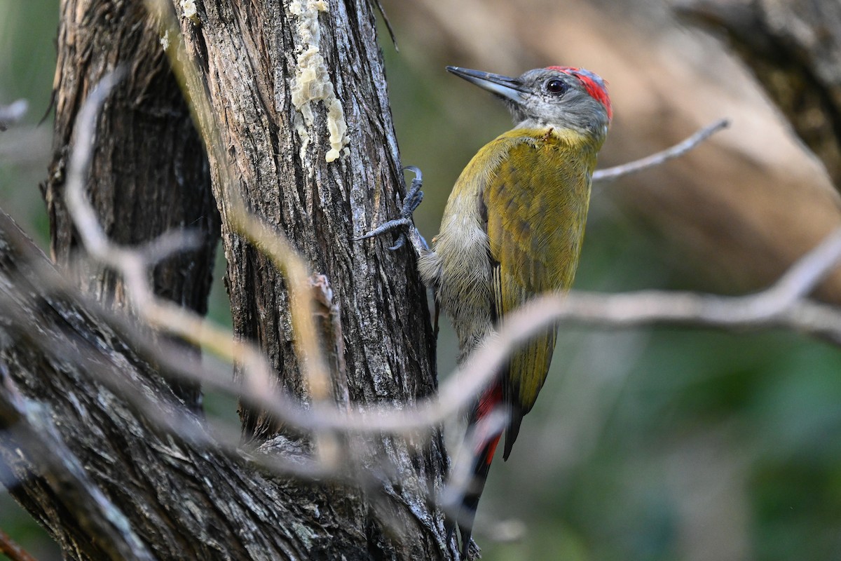Olive Woodpecker (Southern) - ML619634131