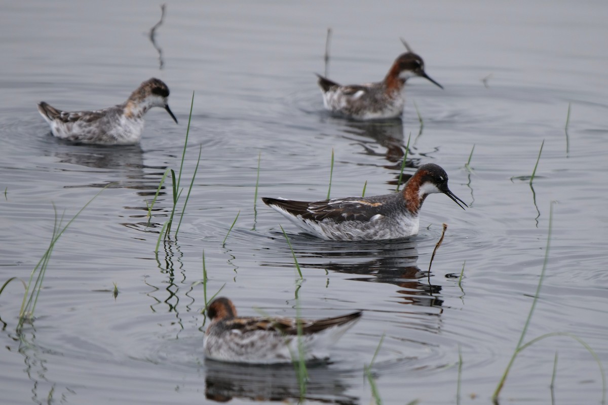 Red-necked Phalarope - ML619634135