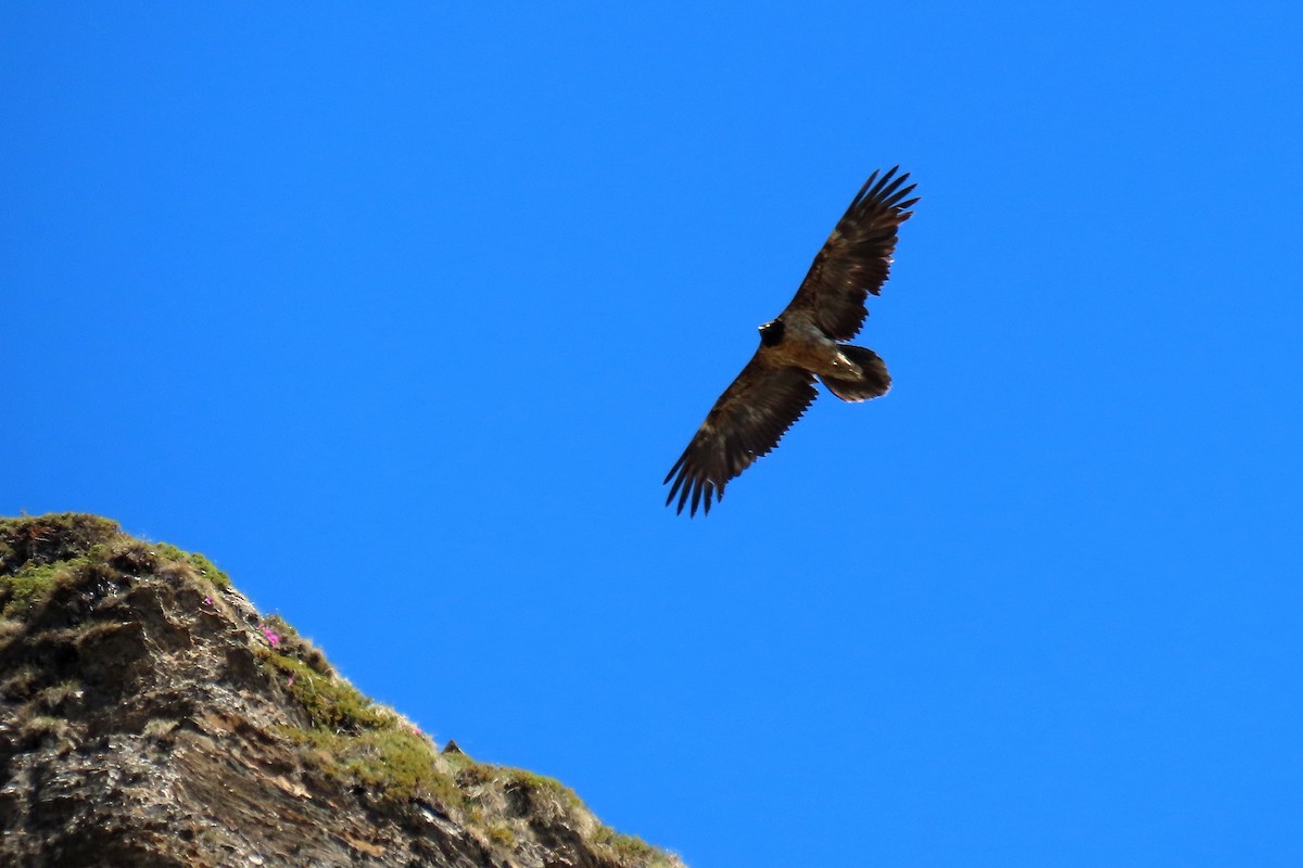 Bearded Vulture - Daniel Benák