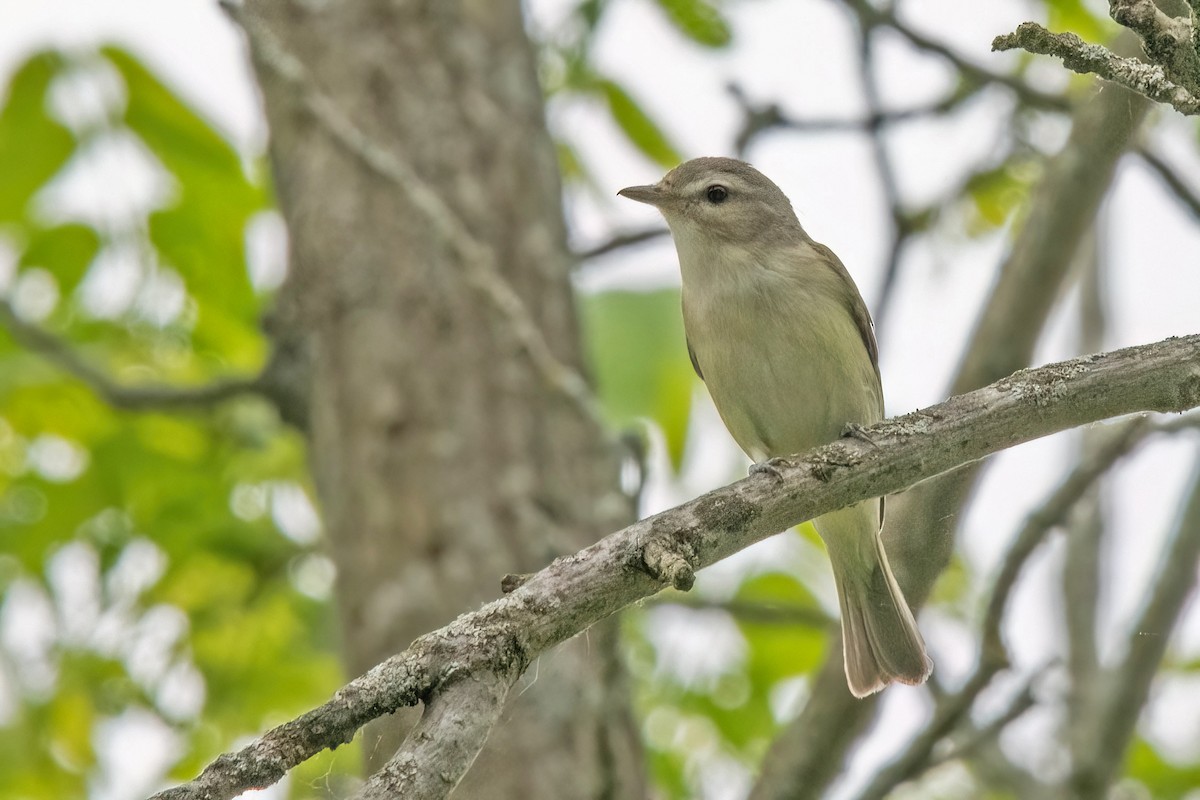 Warbling Vireo - Sue Barth