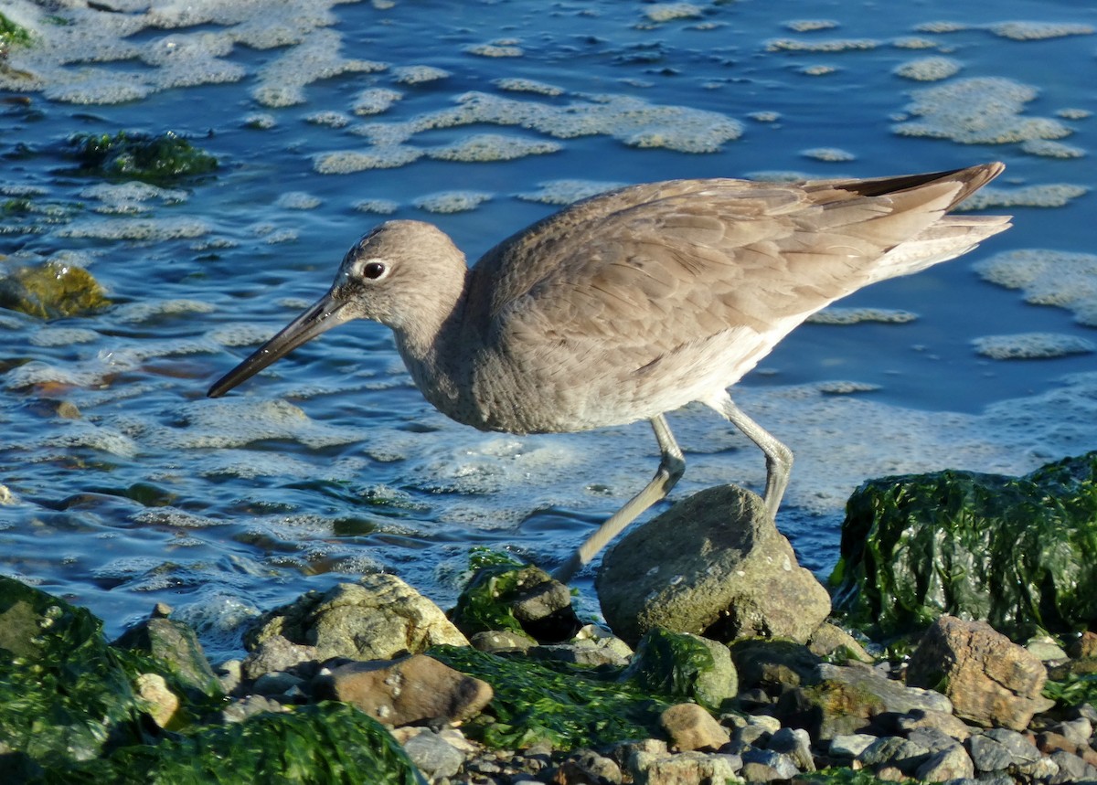 Willet - ML619634147