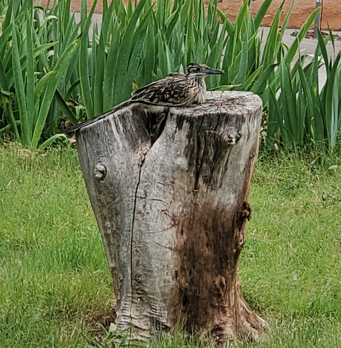 Greater Roadrunner - Nancy Cox