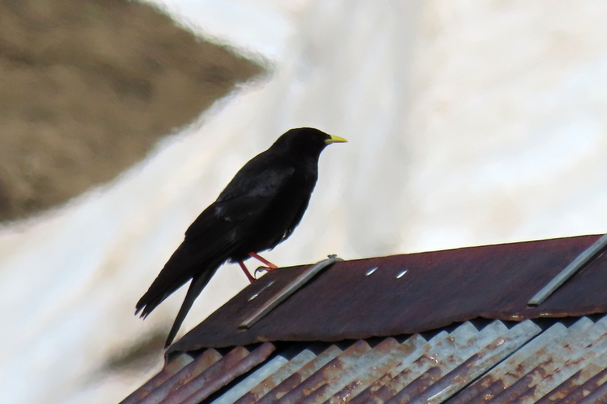 Yellow-billed Chough - ML619634151